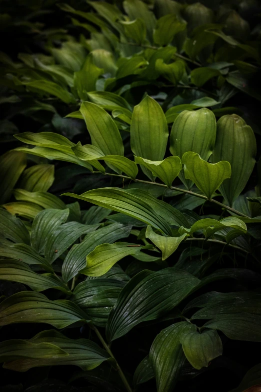 a lush green plant with lots of leaves