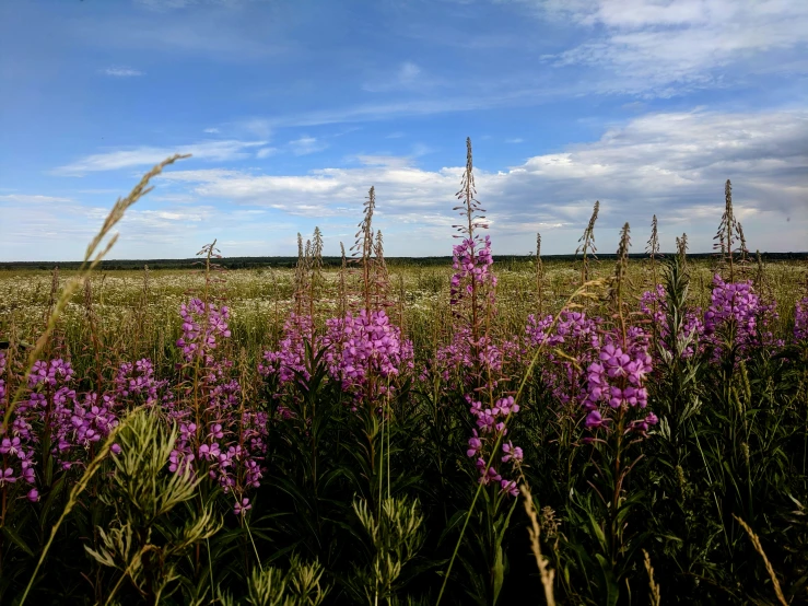 a large field full of purple flowers in a blue sky