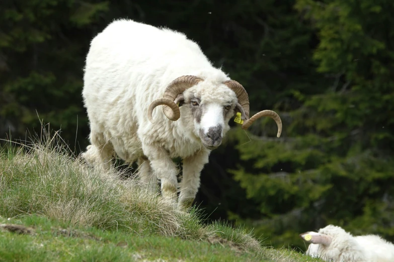 a sheep standing on a lush green field