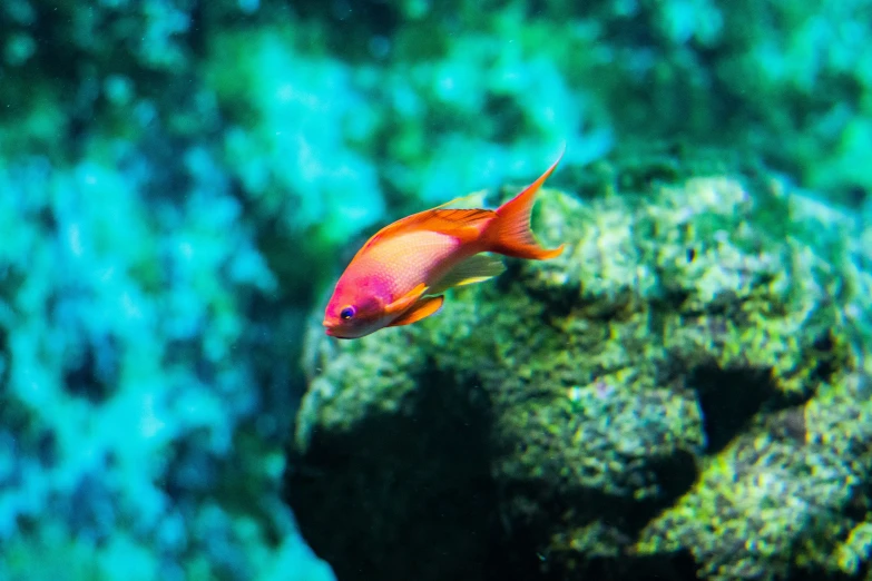 a red fish on a green algae field
