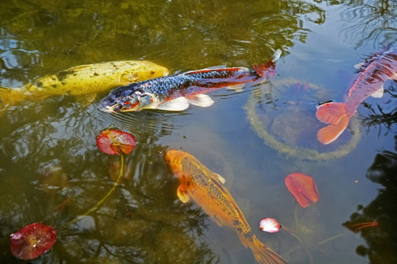 fish swimming in the water with lily pads on the ground