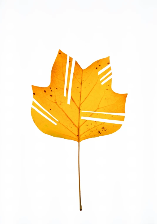 a yellow leaf that has been split in half