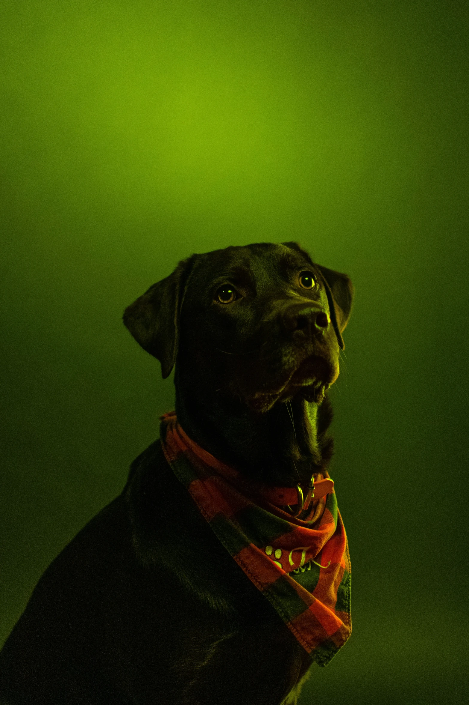 a dog with a red bandana looks into the camera