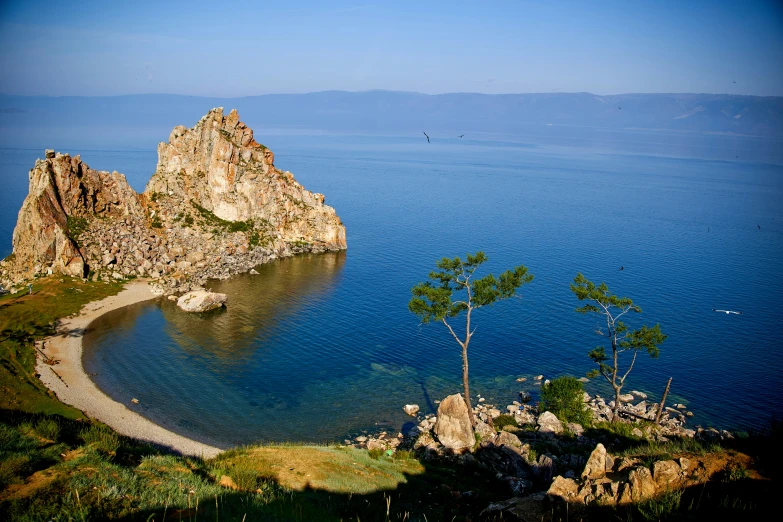 the large rock has a small tree growing from it