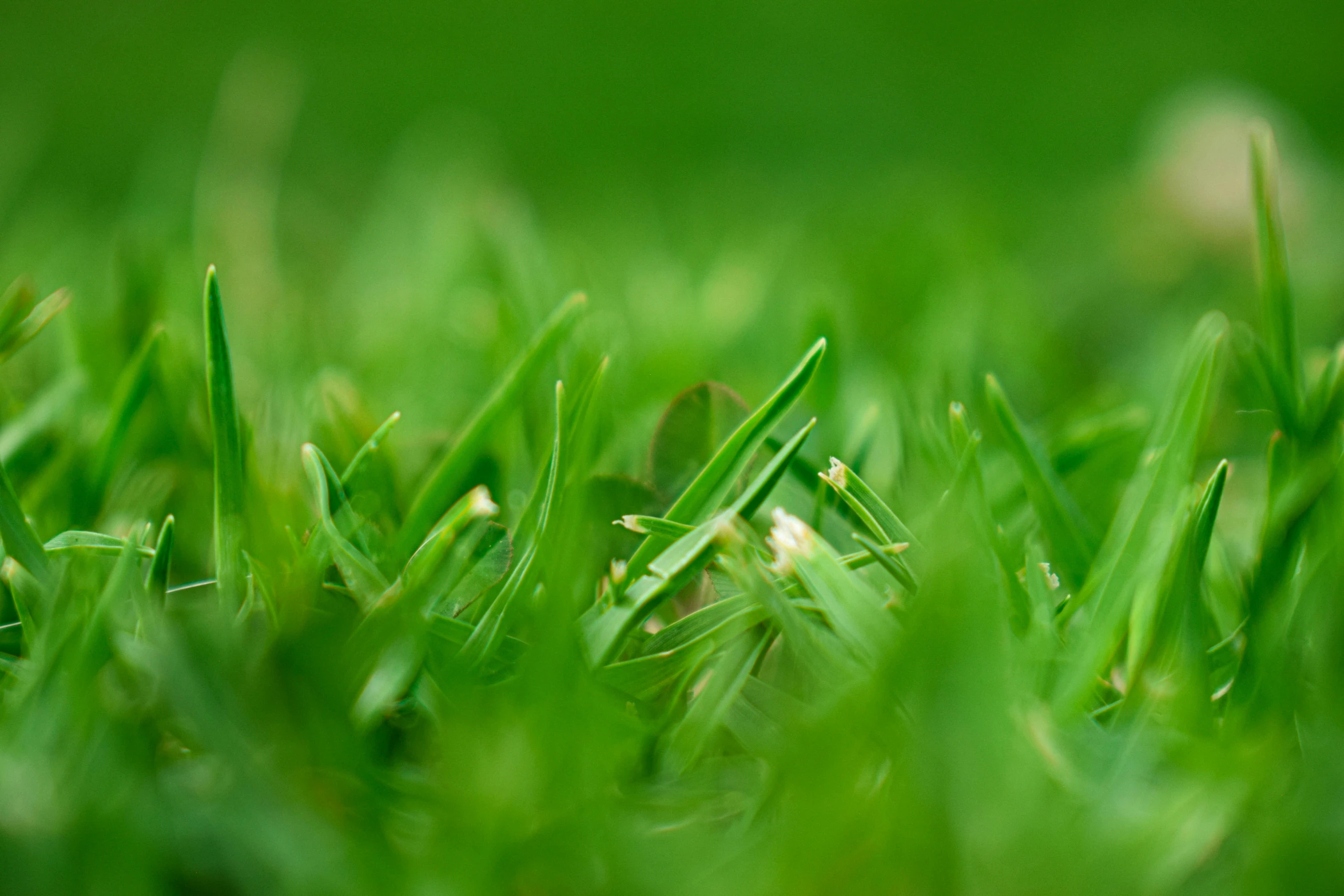 a close up image of bright green grass