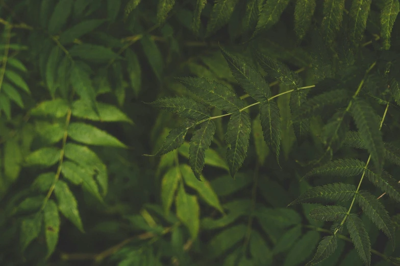 leaves of a tree are shown close up