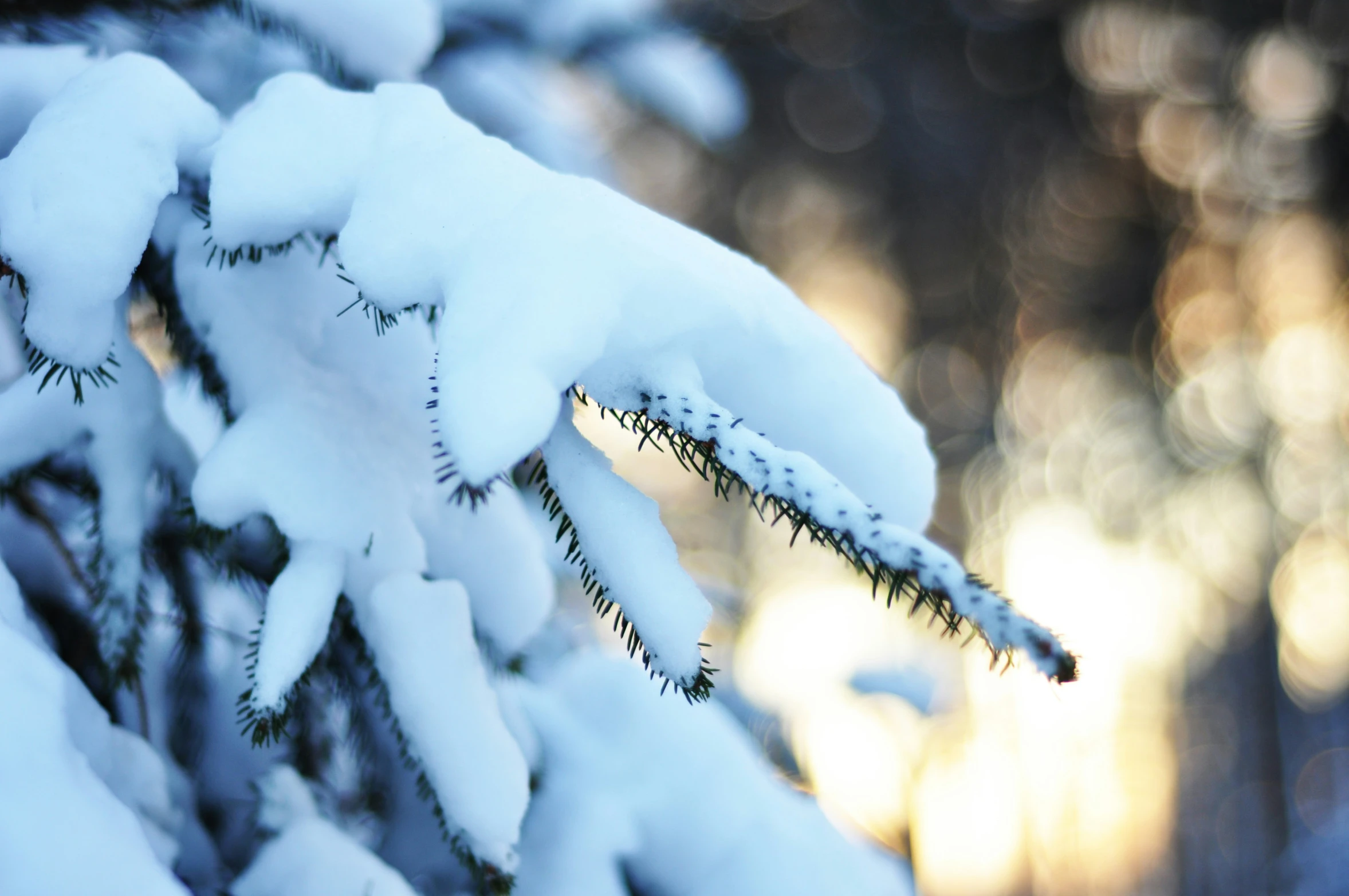 a tree with snow on it has long needles