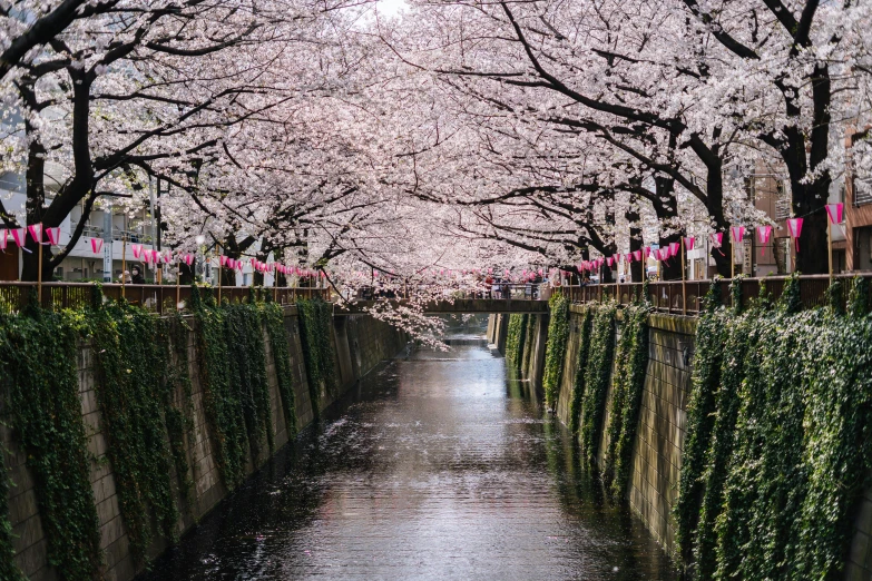 there is a river surrounded by trees with pink blossoms