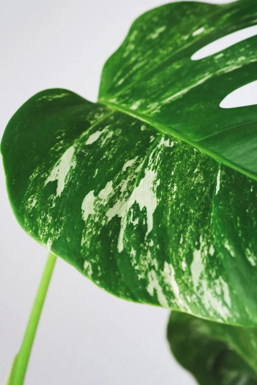 a close up of a green leaf with white spots