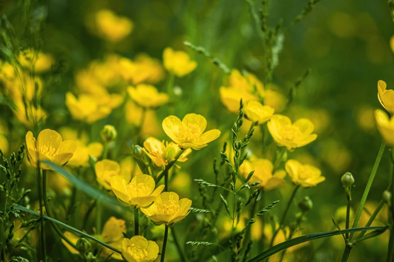 there are many yellow flowers in the meadow