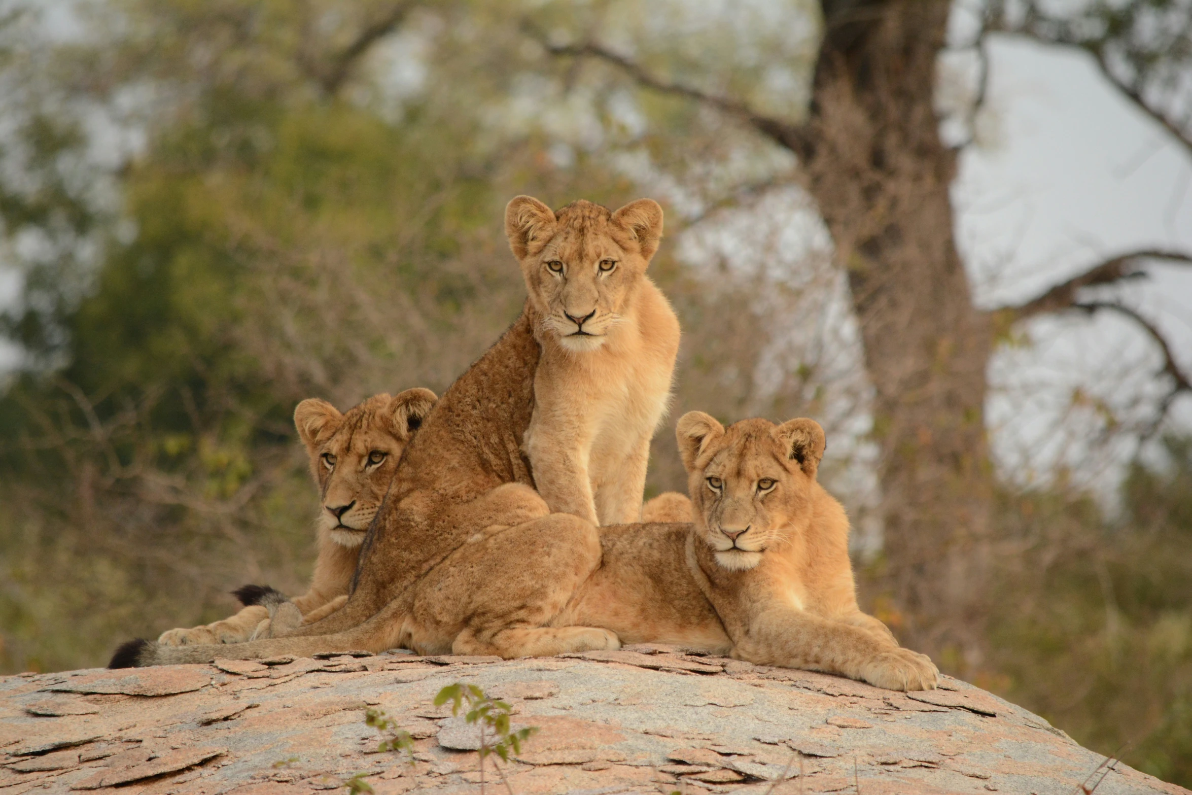 three young lions resting on a rock