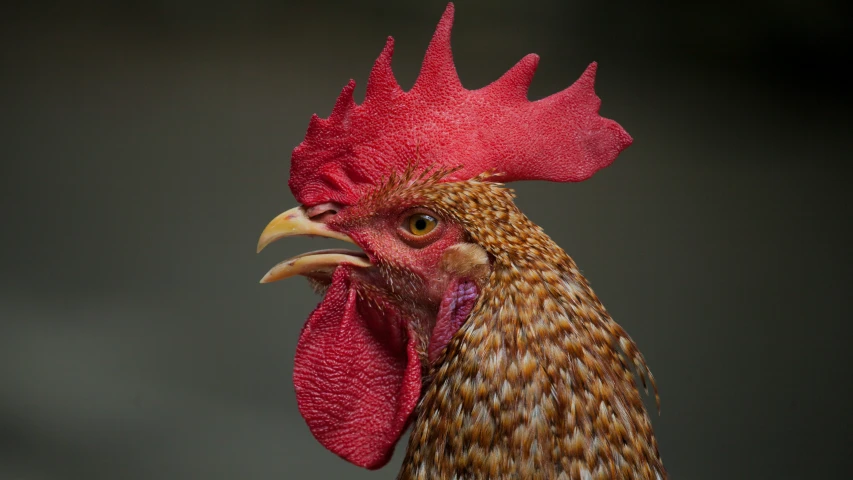 a close up s of a rooster with a red comb and orange spot