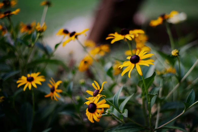 many flowers that are growing next to a bench