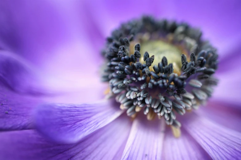 close up of an purple flower with white stamen