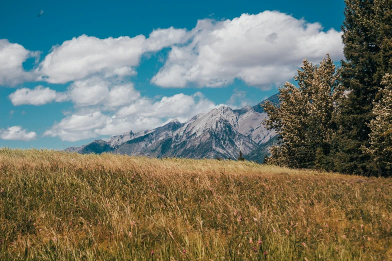 a bear is out in the meadow surrounded by trees