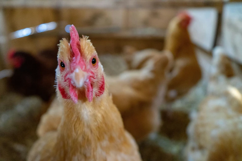 two chickens, one in front of an empty cage