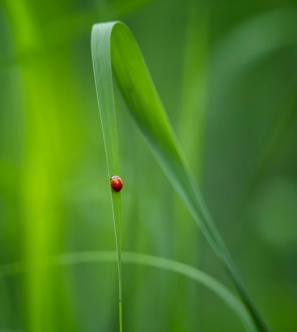 a ladybug sits on a plant's blade in the sun