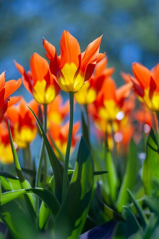 the tulips are blooming in an open field