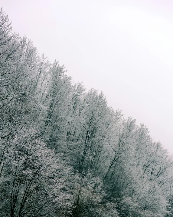 tall trees on side of street in cloudy day