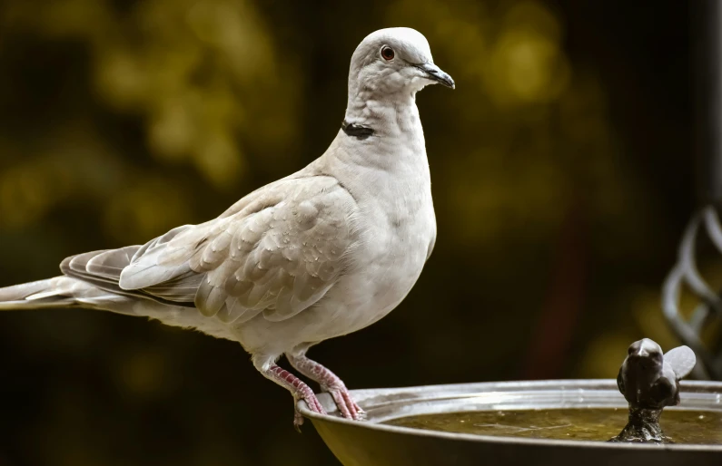 the white bird stands on the rim of a metal bowl