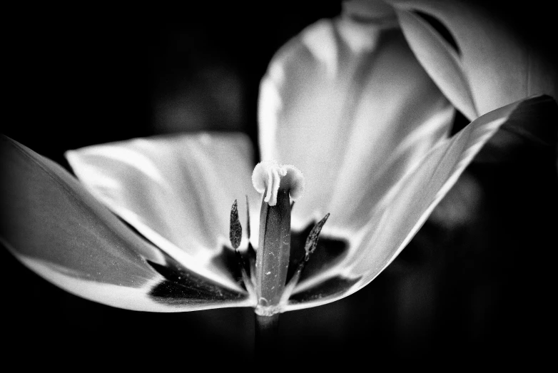 a black and white pograph of a flower