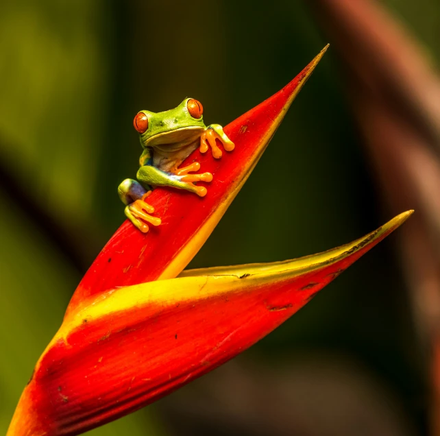 a frog on top of a red flower in a tree