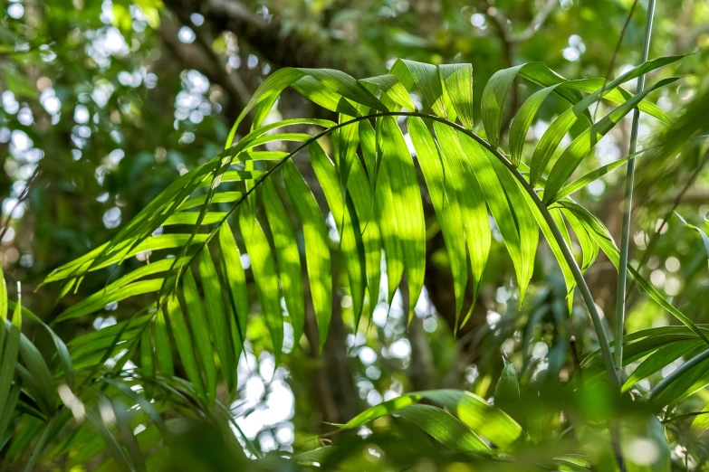 a bunch of green plants that are under a tree