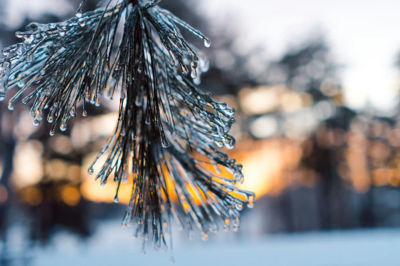 a picture of some icey and cold weather in the woods