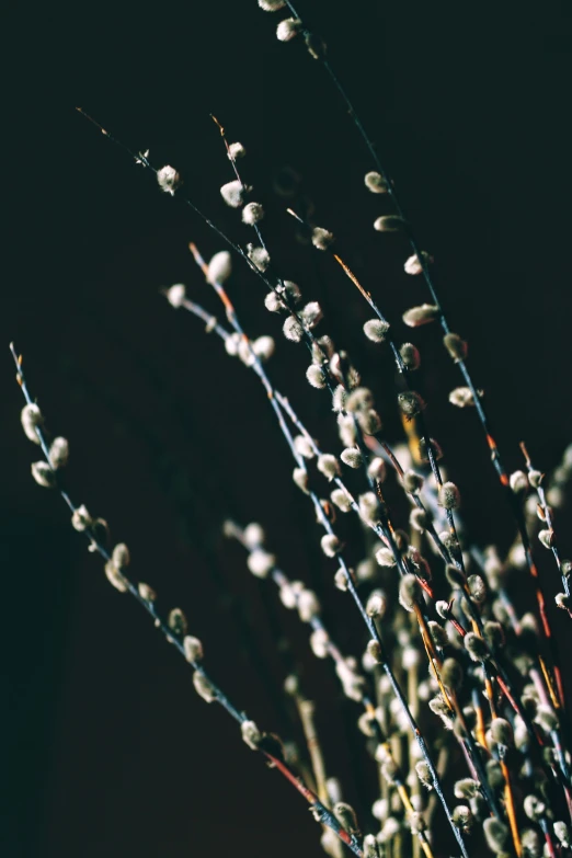 a flower that is in the ground and has many white flowers on it