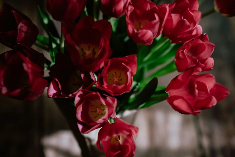 a bunch of red tulips in a vase