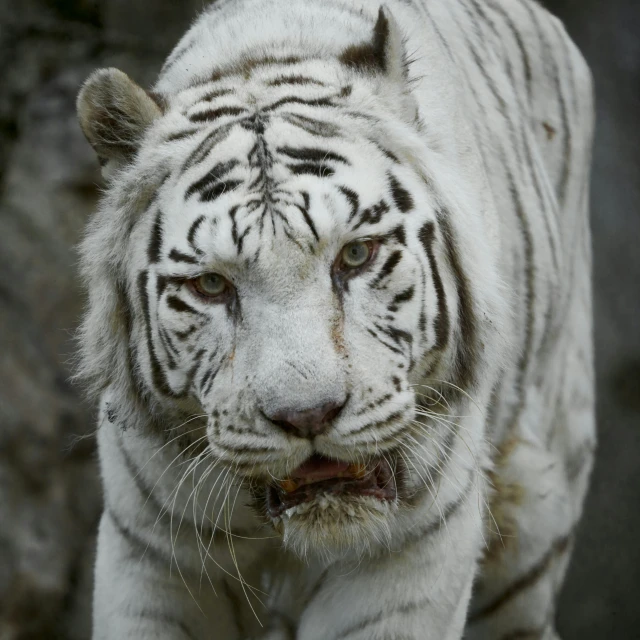 a close up of a white tiger's face