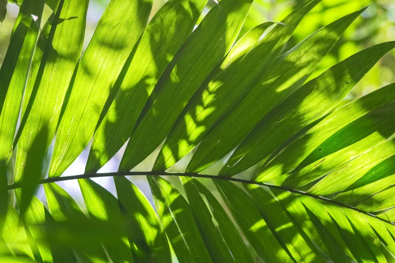 closeup po of a large leaf with sunlight streaming through