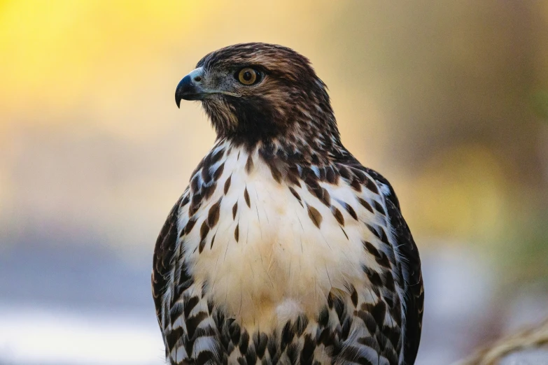 a close up image of a small brown and black bird