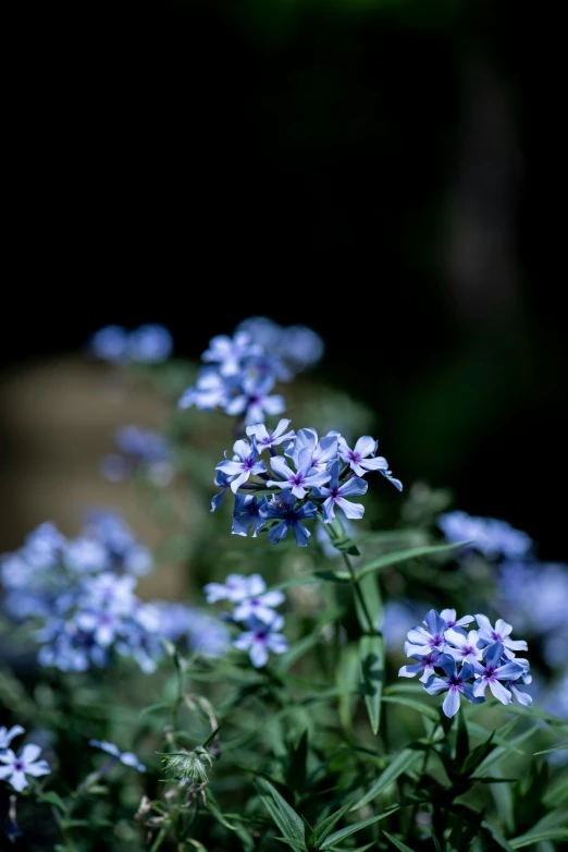 a group of small flowers growing on a plant