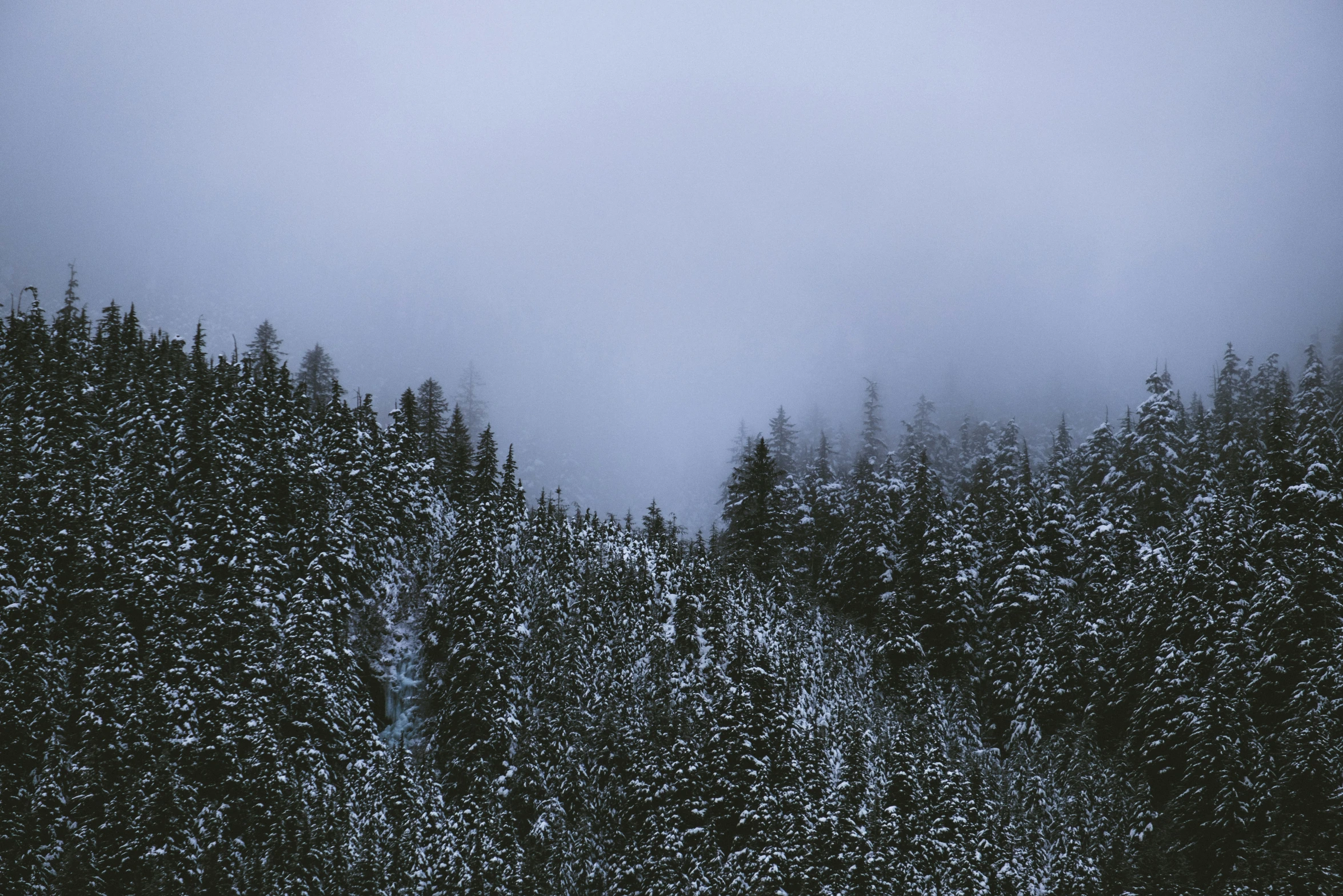 a lone person is skiing in front of trees