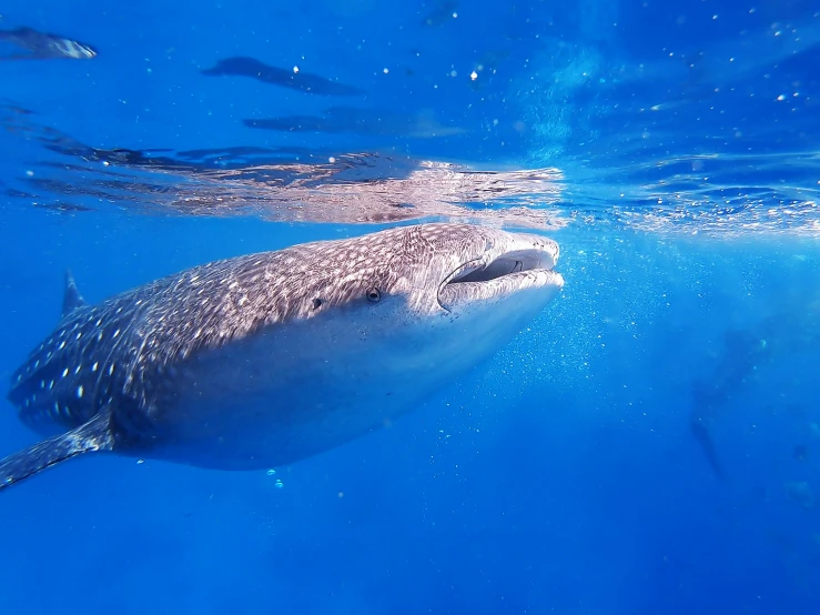 a large white whale swims in the blue ocean