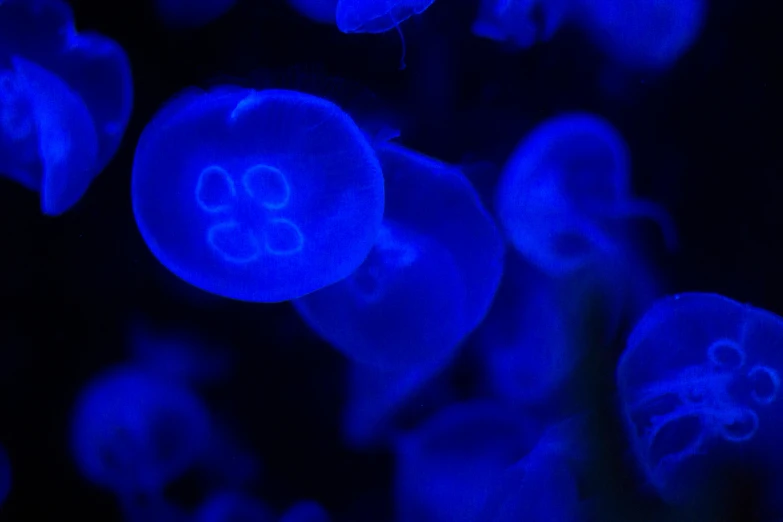 a group of jellyfish swimming underwater in blue light