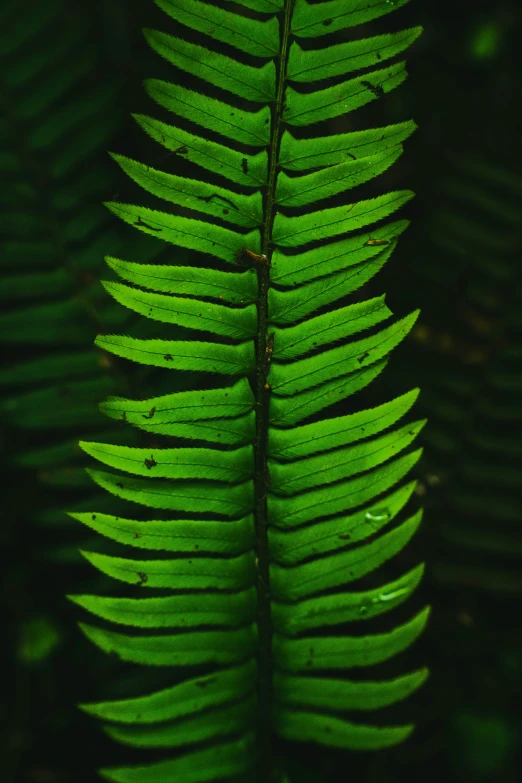 a green fern leaf in the shadow with sunlight coming through