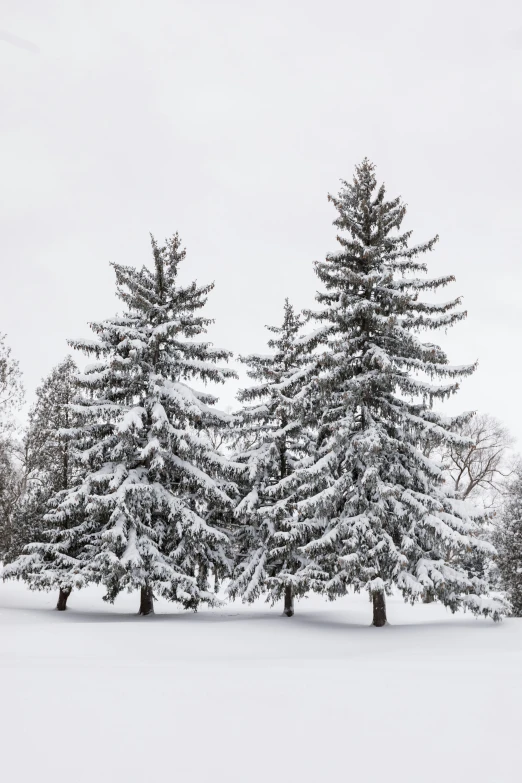 snow is covering a tree, with snow on it