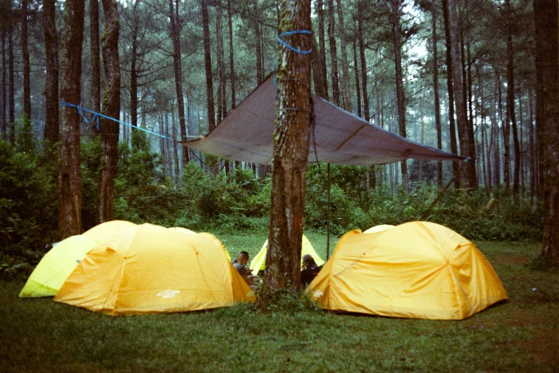 some yellow tents sitting in the grass near trees