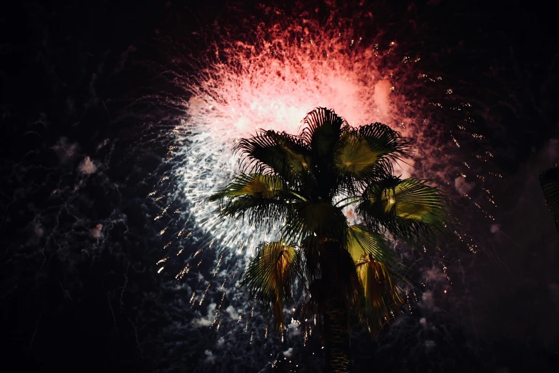 a palm tree with pink, blue and yellow fireworks in the sky