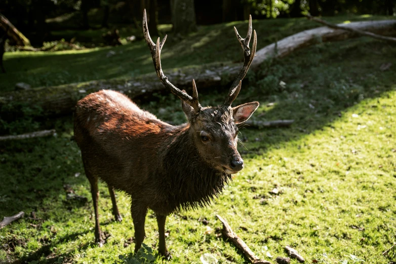 an elk is in the field staring into the camera