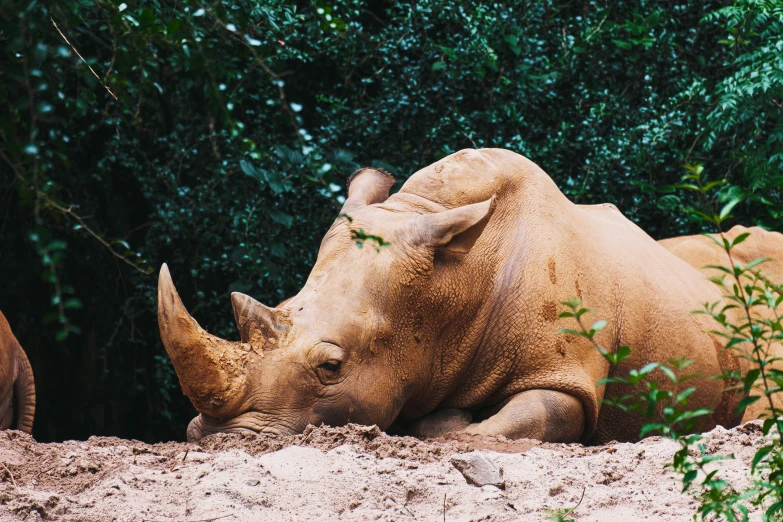 rhino laying down in sandy area with plants around