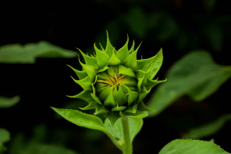 a flower bud is blooming from the top of the flower