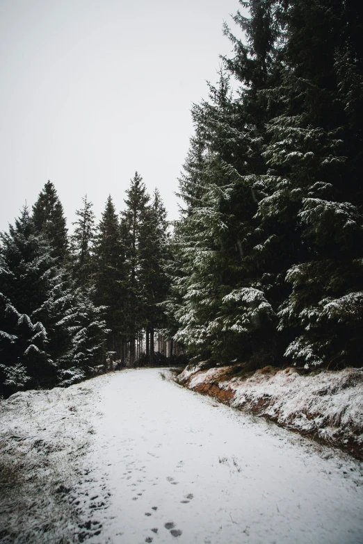 a path in the middle of some snowy woods