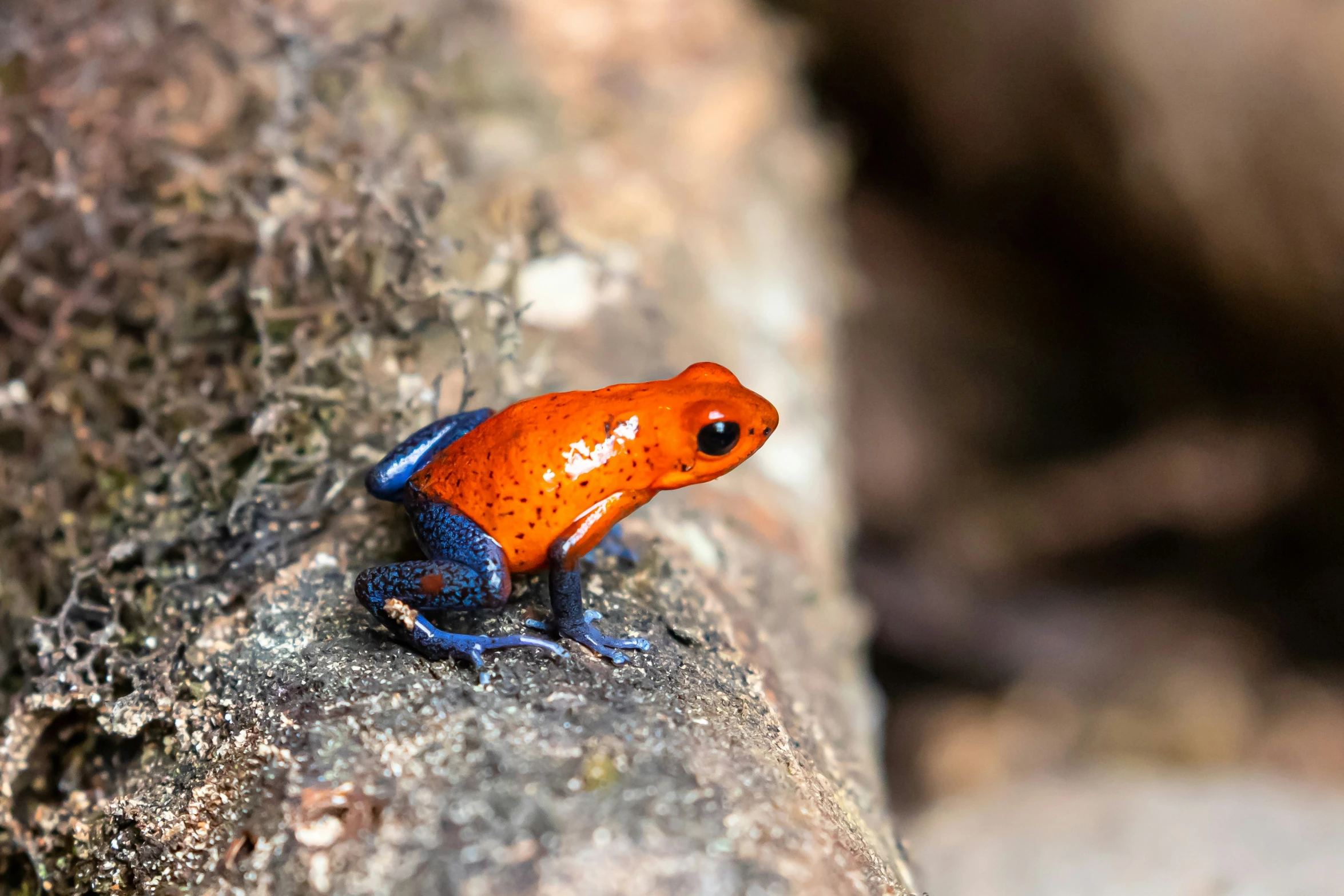 a brightly colored frog sitting on a rock