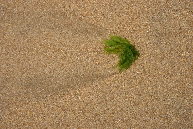 a lone plant on the sand at the beach