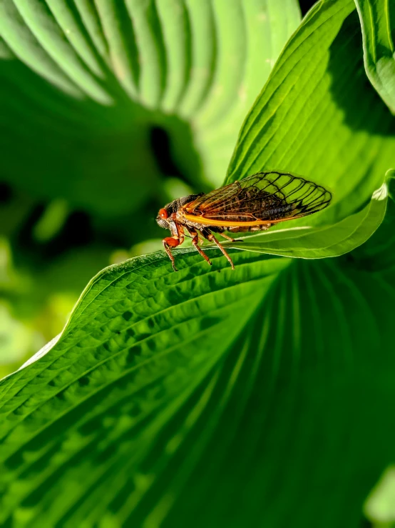 a green bug sitting on top of a green leaf