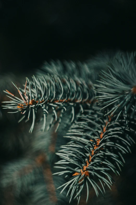 a closeup of some green christmas trees needles