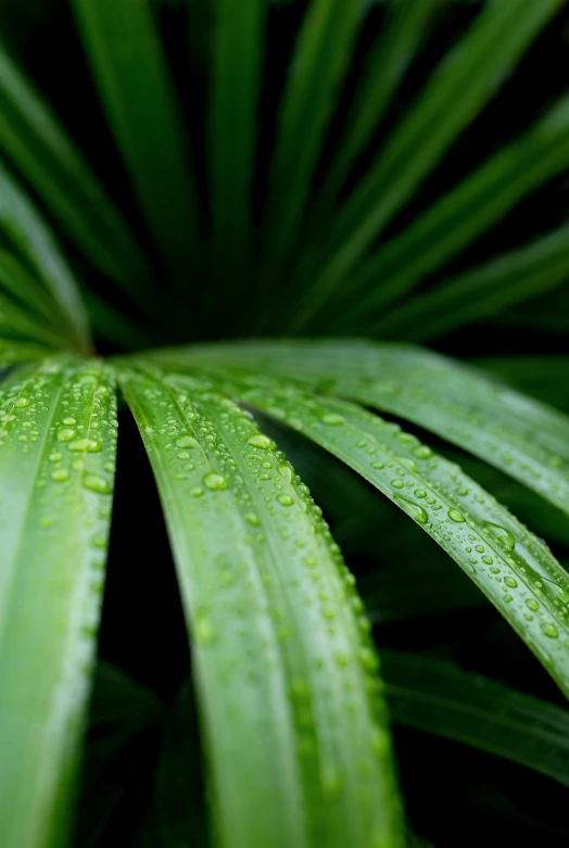 a closeup s of water drops covering a green leaf